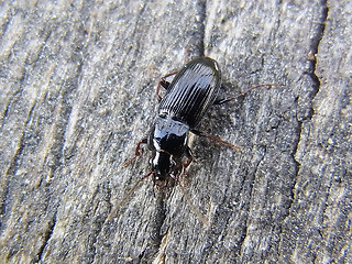 Pterostichus sp.