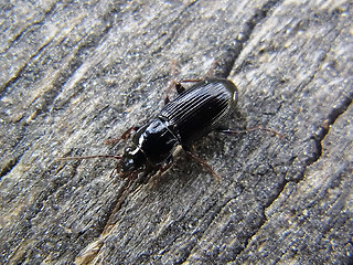 Pterostichus sp.