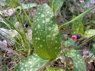 Pulmonaria officinalis