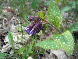 Pulmonaria officinalis