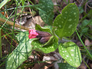 Pulmonaria officinalis