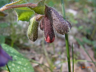 Pulmonaria officinalis