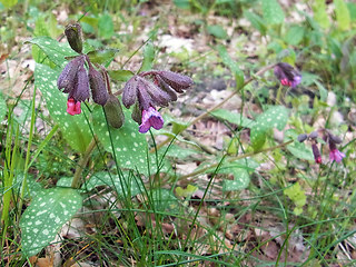 Pulmonaria officinalis