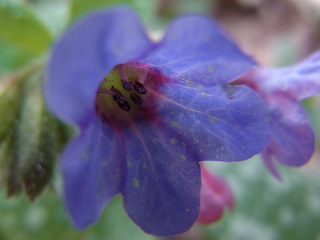 Pulmonaria officinalis