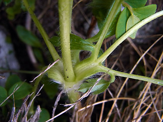 Pulsatilla alpina ssp. apiifolia