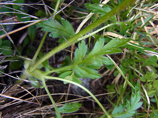 Pulsatilla alpina ssp. apiifolia