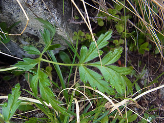 Pulsatilla alpina ssp. apiifolia