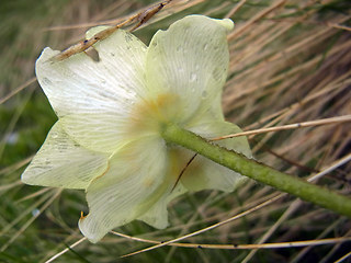 Pulsatilla alpina ssp. apiifolia