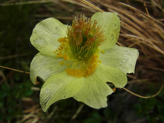 Pulsatilla alpina ssp. apiifolia