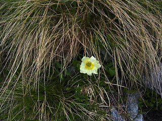 Pulsatilla alpina ssp. apiifolia