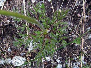 Pulsatilla alpina ssp. apiifolia