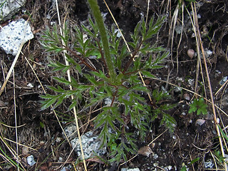 Pulsatilla alpina ssp. apiifolia