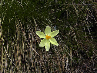 Pulsatilla alpina ssp. apiifolia