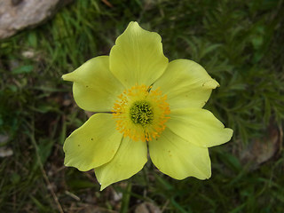 Pulsatilla alpina ssp. apiifolia