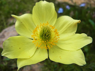 Pulsatilla alpina ssp. apiifolia