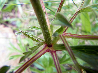 Pulsatilla alpina ssp. apiifolia