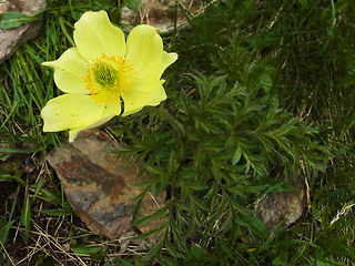 Pulsatilla alpina ssp. apiifolia