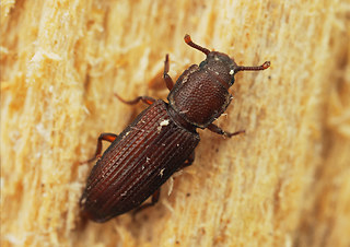 Pycnomerus terebrans