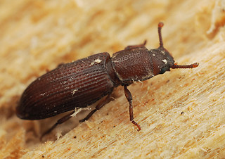 Pycnomerus terebrans