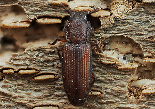 Pycnomerus terebrans