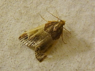 Pyralis farinalis
