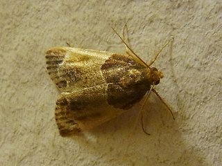 Pyralis farinalis
