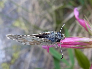 Pyrgus cacaliae