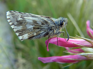 Pyrgus cacaliae