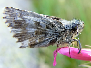 Pyrgus cacaliae