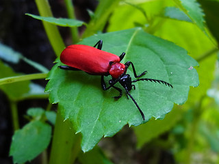 Pyrochroa coccinea