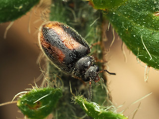 Pyrochroa coccinea