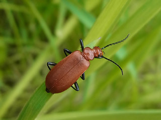 Pyrochroa serraticornis