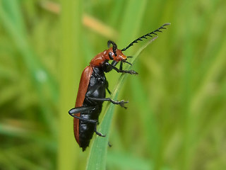 Pyrochroa serraticornis
