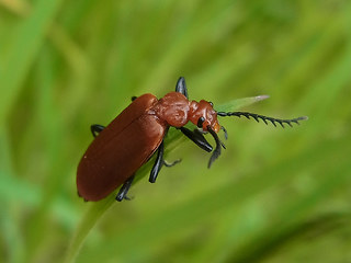Pyrochroa serraticornis