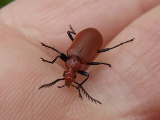 Pyrochroa serraticornis