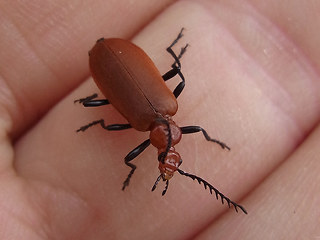 Pyrochroa serraticornis