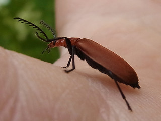 Pyrochroa serraticornis