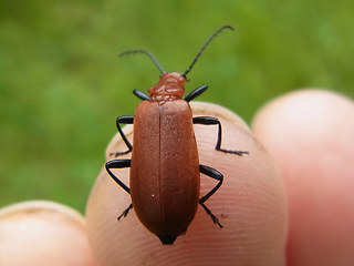 Pyrochroa serraticornis