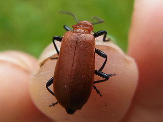 Pyrochroa serraticornis
