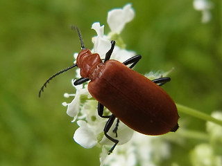 Pyrochroa serraticornis