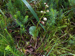 Pyrola rotundifolia