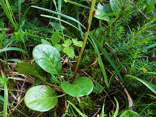 Pyrola rotundifolia