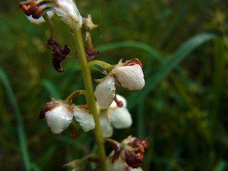 Pyrola rotundifolia