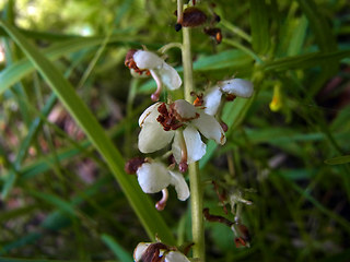 Pyrola rotundifolia