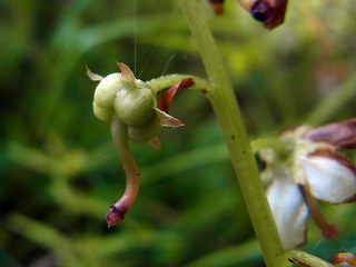 Pyrola rotundifolia