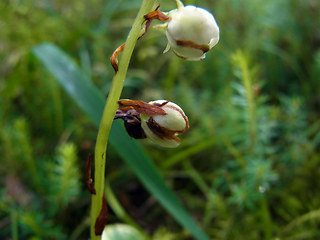 Pyrola rotundifolia