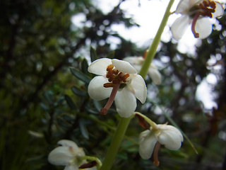 Pyrola rotundifolia