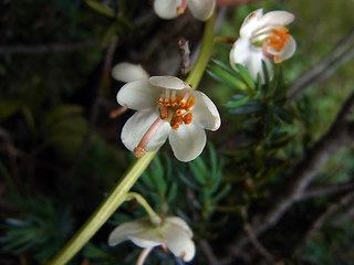 Pyrola rotundifolia