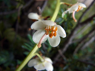 Pyrola rotundifolia