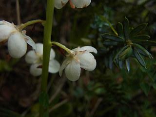 Pyrola rotundifolia